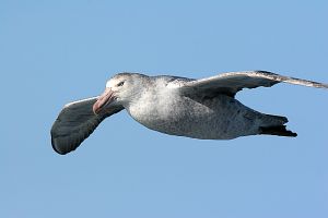 Drygalski Fjord, South Georgia 415.jpg